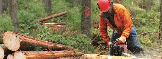 bucheron en formation mfr rhone utilisant une tronconneuse d