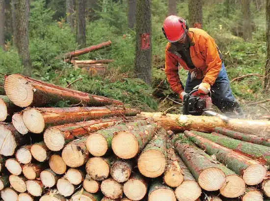 bucheron travaillant avec une tronconneuse dans une foret mf