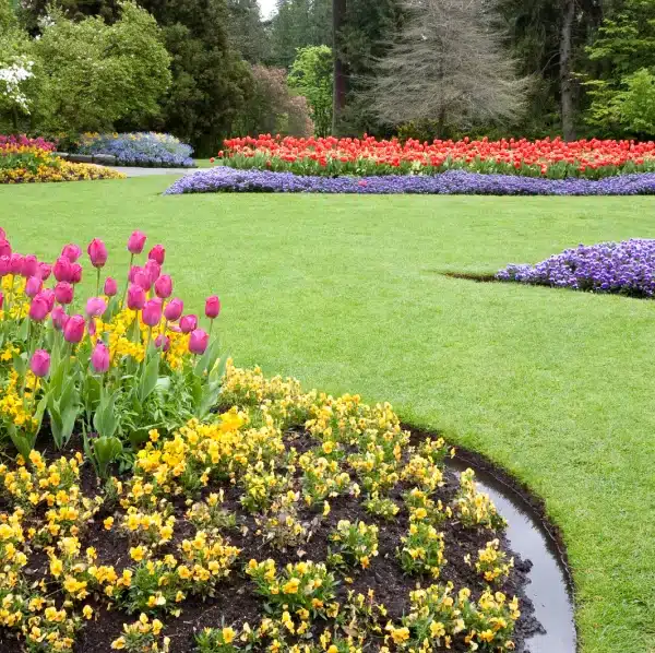 jardin fleuri mfr rhone tulipes roses jaunes pensees bordure