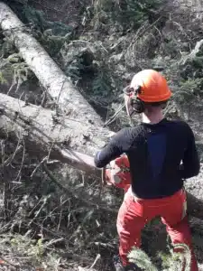 mfr des 4 vallees lamure sur azergues elagage d un arbre ave